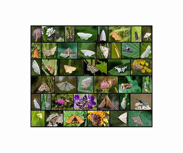 Moths use sound-reflecting wingtips to thwart attacking bats