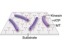 Deep-sea osmolyte makes biomolecular machines heat-tolerant