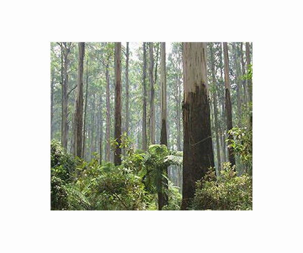 Rainforest trees may have been dying faster since the 1980s because of climate change - study
