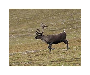 New study reduces threat level for caribou in Alberta's oilsands country