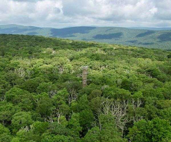 Forest can adapt to climate change, but not quickly enough