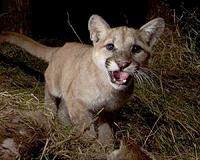 Humans are the biggest threat to California mountain lions
