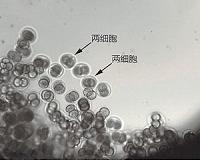 Chinese scientists develop mammal embryos in space for first time