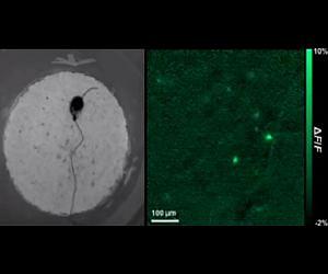 Stanford researchers develop tool for reading the minds of mice