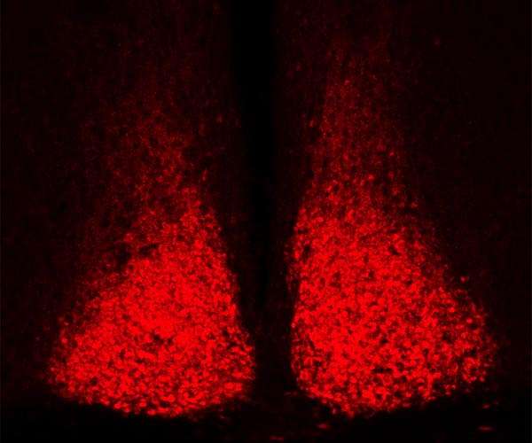 A master gear in the circadian clock