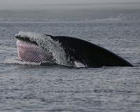 Japan cuts Antarctic whale quota after UN court ruling