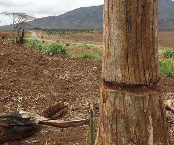 UN-backed deforestation carbon credits failing: study