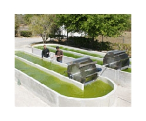 The Environmental Impacts Of Algae-Based Biofuel