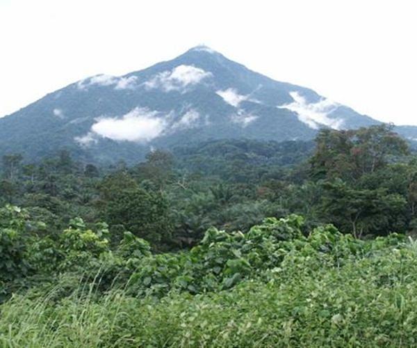 Half of protected areas in central Africa under threat: study