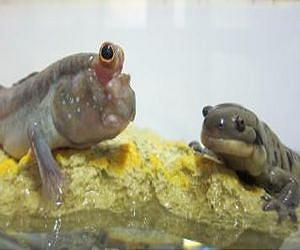 The evolution of fins to limbs in the land invasion race