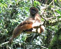 Extinction of large animals could make climate change worse