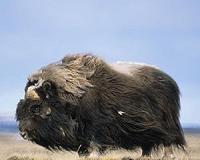 Warming Arctic climate constrains life in cold-adapted mammals