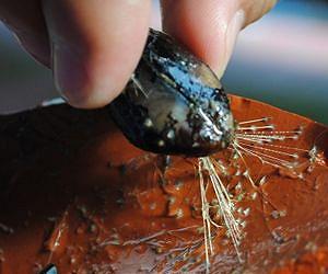 Researchers unravel secrets of mussels' clinginess
