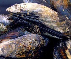 Mussels cramped by environmental factors