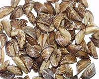 Manitoba stops zebra mussel invasion with fertilizer
