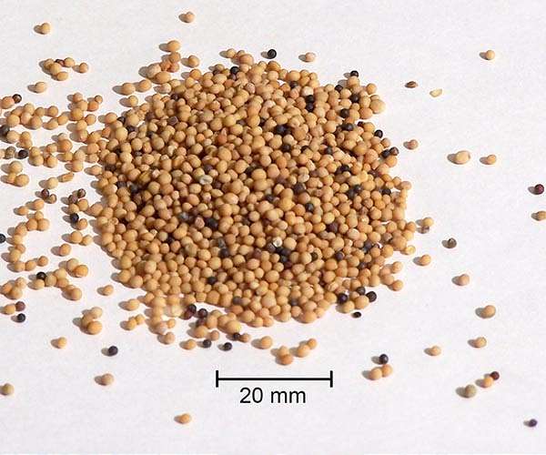 Seeds of crisis: Climate change, price hikes hit Dijon mustard