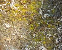 NASA satellite images uncover underground forest fungi