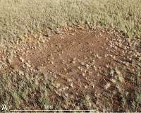Drought forces Namibia to auction 1,000 wild animals