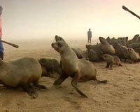 Namibia seal slaughter goes ahead after failed deal