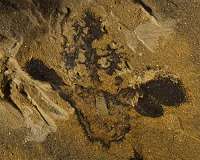 Fossils suggest flowers originated 50 million years earlier than thought