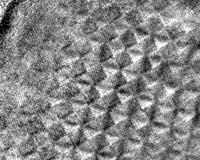 Pennsylvania Engineers Discover Natural Workbench For Nanoscale Construction