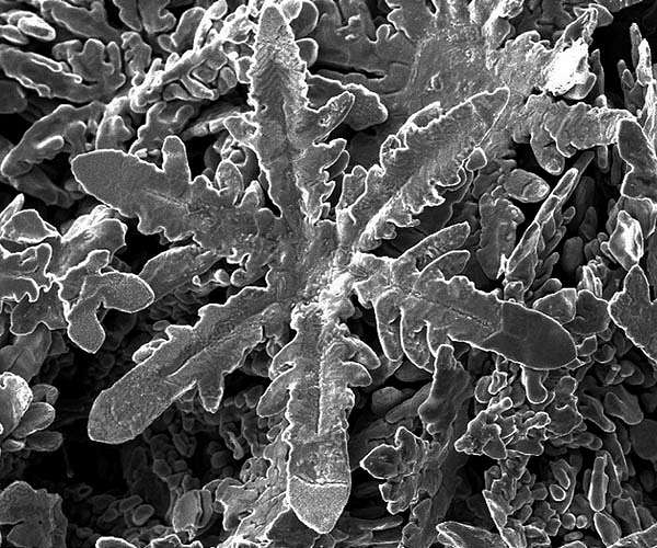 Scientist mimic nature to make nano particle metallic snowflakes