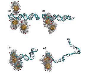 Researchers Find Gold Nanoparticles Capable of 'Unzipping' DNA