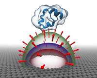 Water compresses under a high gradient electric field