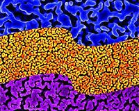 Researchers find glue that binds biomolecules in nucleolus