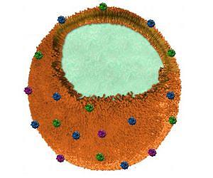 Nanosponges soak up toxins released by bacterial infections and venom