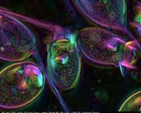 Scientists Identify New Role For Power Plants In Human Cells