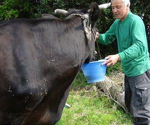 Japanese fast-food chain to farm in Fukushima
