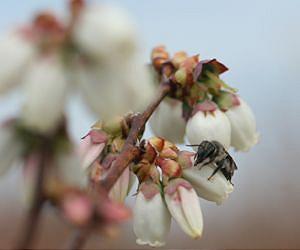 New System for Assessing How Effective Species Are at Pollinating Crops