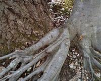 Making new species without sex