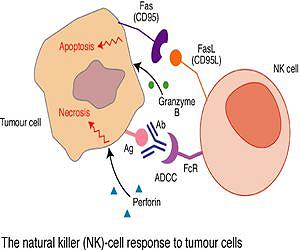A new way to stimulate the immune system and fight infection