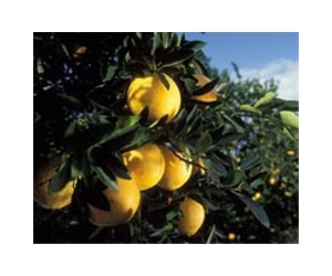 A Green Pesticide For Citrus Pests