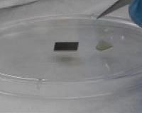 New way to move flex atomically thin semiconductors