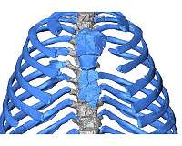 New virtual reconstruction of a Neanderthal thorax suggests another breathing mechanism