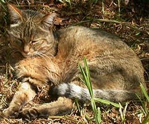 Cat domestication traced to Chinese farmers 5,300 years ago