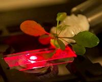 Bionic plants