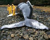 NASA Scientist Studies Whether Solar Storms Cause Animal Beachings