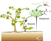 Wild plants call to carnivores to get rid of pests - could crops do the same