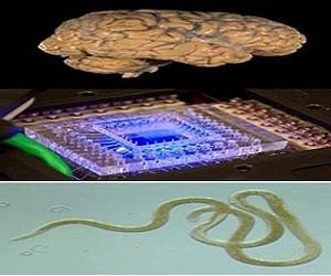 Study: The human brain may not be special
