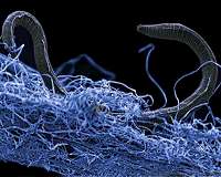 Underground life has a carbon mass hundreds of times larger than humans'