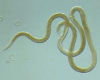 Prevailing Theory Of Aging Challenged In Worm Study
