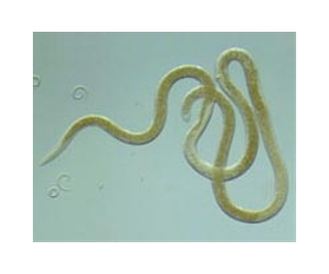 Worms Strike See-Saw Balance In Disease Resistance