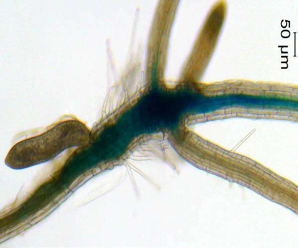 Wake Forest engineers win NASA's Vascular Tissue Challenge