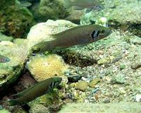 Fish born in larger groups develop more social skills