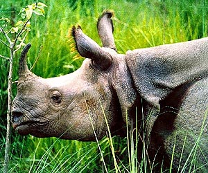 Baby rhinos given second chance at S. African orphanage