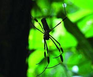 Tropical species 'not as vulnerable' to climate change extinction